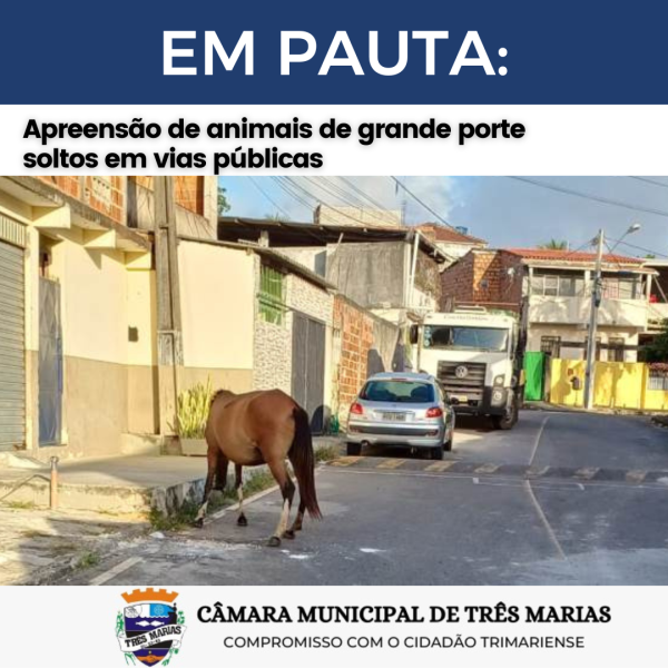 EM PAUTA: Apreensão de animais de grande porte soltos em vias públicas